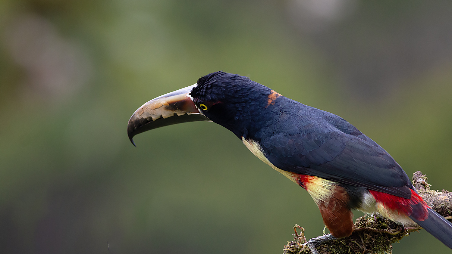 Collared Aracari